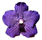 Orquídea Vanda Azul