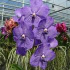 Orquídea Vanda Banjong Sky Blue (azul)