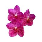 Orquídea vanda rosa - muda