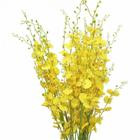 Orquídeas Chuva De Ouro 10 Galhos Grandes Artificial Flores - Arual decor