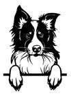 Painel Cachorro Border Collie Em Mdf Preto 60cm