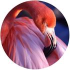 Painel Redondo De Festa Flamingo 150X150 - Fla04