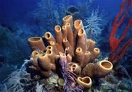 Papel De Parede Adesivo Fundo do Mar Coral Completo GG537