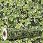 Papel de parede Folhagem Tipo Ficus variegata Jardim 10M