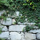 Papel de Parede Muro de Pedras Naturais Com Flores Verdes