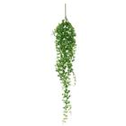 Pendente Verde Dischidia 104cm