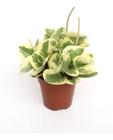 Peperomia obitusifolia 'Variegata' - F.ECO