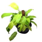 Philodendron Golden