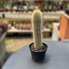 Pilosocereus Chrysostele Pote 11 20 Cm Para Colecionadores