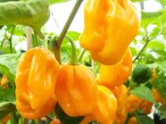 Pimenta Habanero Amarelo - 400mg De Sementes - Topseed