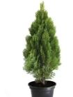 Pinheiro Grande Verde Árvore De Natal Tuia Holandesa Luxo
