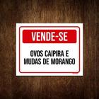 Placa Vende-Se Ovos Capipira Mudas Morango 18X23