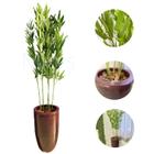 Planta Artificial Bambu Da Sorte Vaso Grande Casa Decoração - Flores Imp