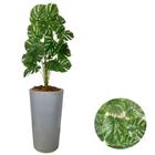 Planta Artificial Costela de Adão Com Vaso Cone Polietileno - PlantaImport