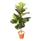 Planta Artificial Fícus Lira Grande Decoração Para Sala - BKAZZA