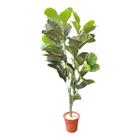 Planta Artificial Fícus Lira Grande Decoração Para Sala - BKAZZA