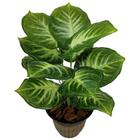 Planta Comigo Ninguem Pode Artificial 53cm Folhas Real Verde