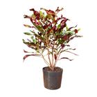 Planta Cróton Red Green 70cm