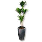 Planta Dracena Artificial Variegata Vaso Grande Decoração - Vai de Tech