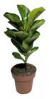 Planta Muda De Ficus Lyrata - Ideal P/ Ambientes Internos