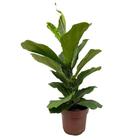 Planta Muda Ficus Lyrata Ideal P/ Ambientes Internos Pote 15 - Inspira Flora