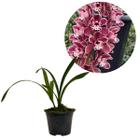 Planta Muda Orquidea Cymbidium Pendente Ruby Sarah Rara