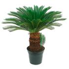 Planta Palmeira Cyca 70cm