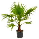 Planta Palmeira Leque 80cm