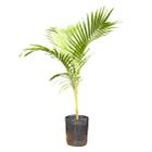 Planta Palmeira Real 100cm