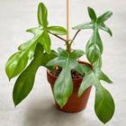 Planta Philodendron Squamiferum Muda Natural Decoração - variedades_brs