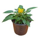 Planta Pimentinha Ornamental 15cm - AgroJardim