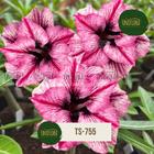 Planta Rosa do Deserto Flor Dobrada Delicada TS755