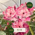 Planta Rosa do Deserto TS-110 Flor roxa Multipétalas Grande e PERFUMADA