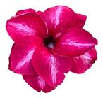 Planta Rosa do Deserto TS-21 Flor Perfumada - UNIFLORA
