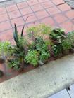 Plantas