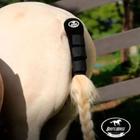 Protetor de Rabo de Cavalo Neoprene para Viagem Boots Horse Original