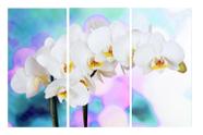 Quadro 70X150cm em Impressão Digital trio orquidea branca e rosa Atelier Valverde