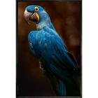 Quadro Arara Azul 70x50 - Casa da Moldura