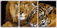 Quadro canvas 30x66 leão e tigre fundo preto