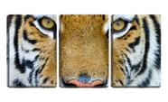 Quadro canvas 30x66 olhar severo de tigre