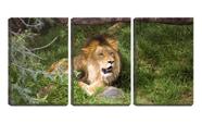 Quadro canvas 45x96 leão na floresta deitado