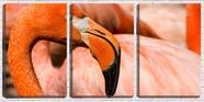 Quadro canvas 68x126 bico de flamingo