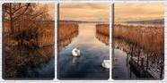 Quadro canvas 68x126 dois cisnes brancos no lago