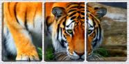 Quadro canvas 68x126 tigre bebendo água