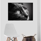 Quadro Canvas Decorativo para Sala Cat Face 30x42