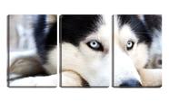 Quadro Decorativo 30x66 olhos azuis de husky siberiano