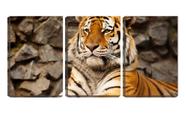 Quadro Decorativo 30x66 tigre deitado na caverna de pedra