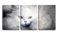 Quadro Decorativo 45x96 olhar de gato angorá branco