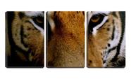 Quadro Decorativo 45x96 olhos fixos de tigre