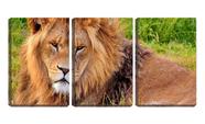 Quadro Decorativo 68x126 olhar dócil de leão na savana